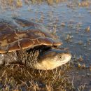 Falsche Spitzkopfschildkröte, Pseudemydura umbrina, – © Gerald Kuchling