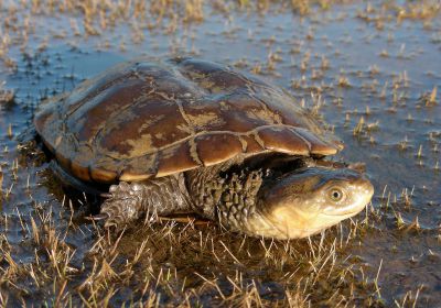 Falsche Spitzkopfschildkröte, Pseudemydura umbrina, – © Gerald Kuchling