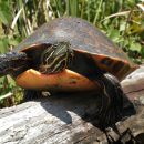 Alabama-Rotbauch-Schmuckschildkröte, Pseudemys alabamensis, – © Nickolas Moreno