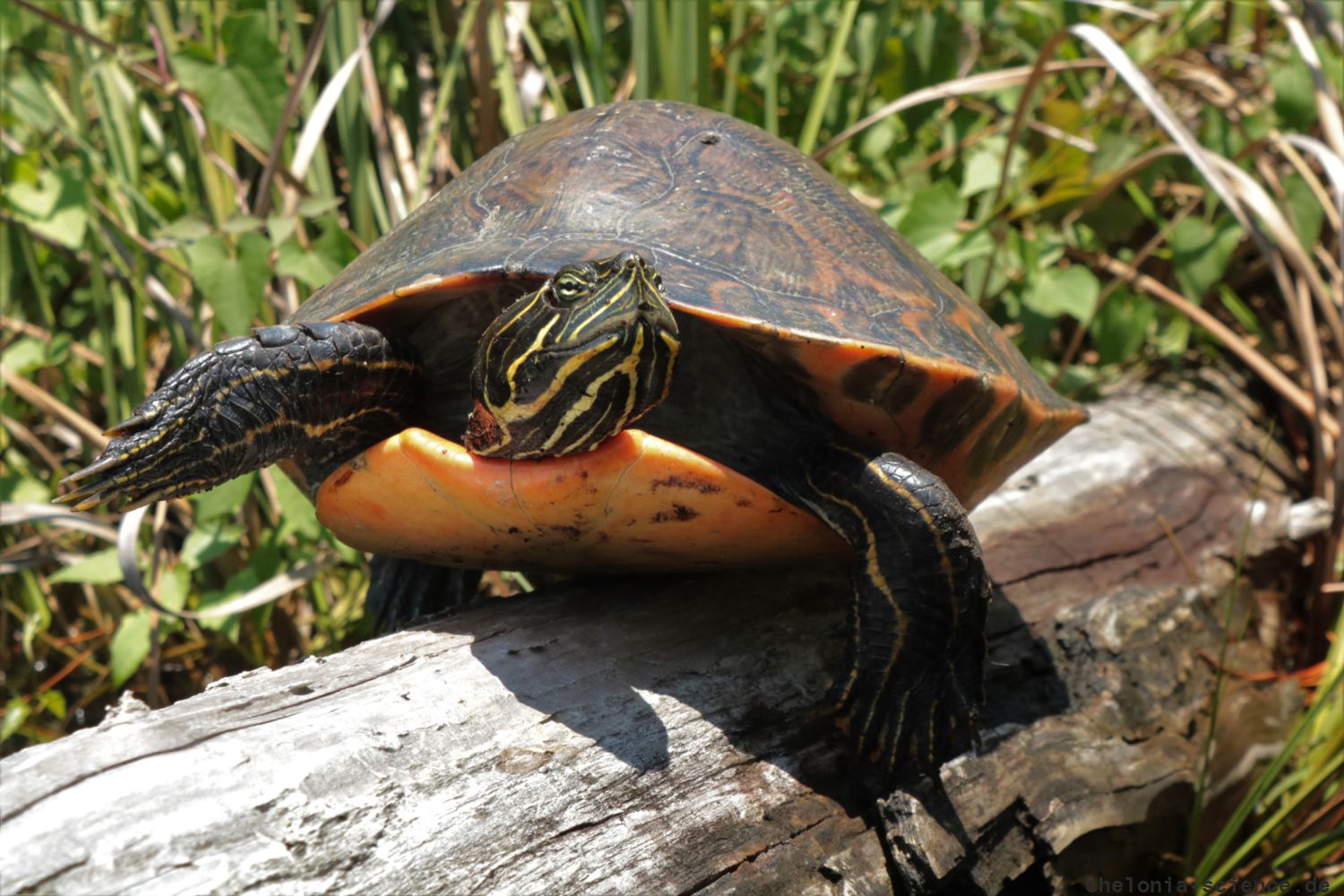 Alabama-Rotbauch-Schmuckschildkröte, Pseudemys alabamensis, – © Nickolas Moreno