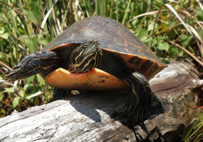 Alabama-Rotbauch-Schmuckschildkröte, Pseudemys alabamensis, – © Nickolas Moreno