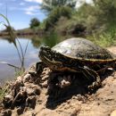 Rio Grande Schmuckschildkröte, Pseudemys gorzugi, – © Lawrence G. Basset Rio Grande Schmuckschildkröte, Pseudemys gorzugi, – © Lawrence G. Basset