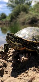 Rio Grande Schmuckschildkröte, Pseudemys gorzugi, – © Lawrence G. Basset