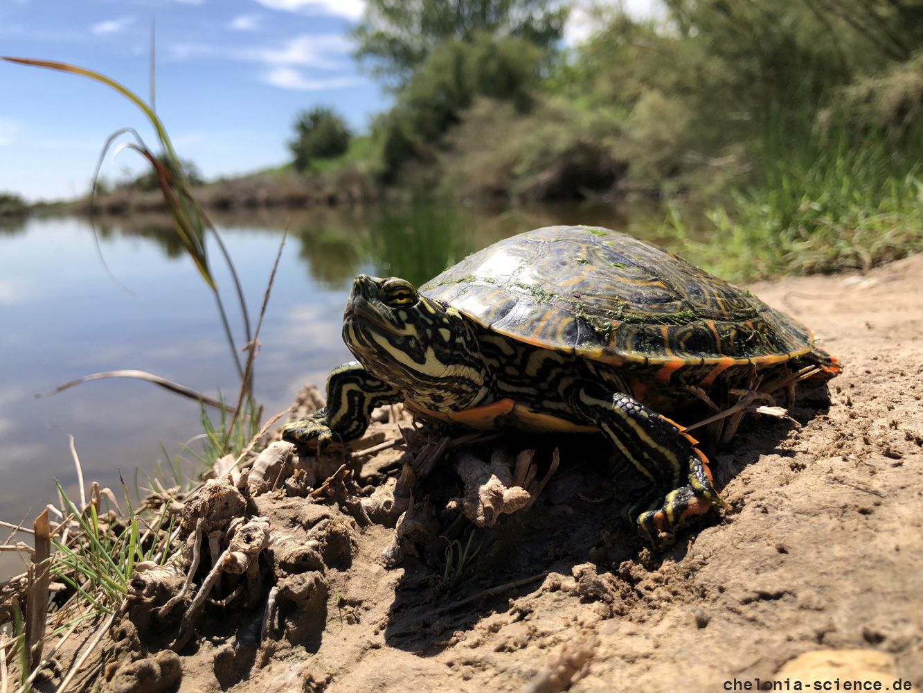 Rio Grande Schmuckschildkröte, Pseudemys gorzugi, – © Lawrence G. Basset