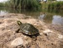 Rio Grande Schmuckschildkröte, Pseudemys gorzugi, ein juveniles Exemplar – © Ivana Mali