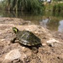 Rio Grande Schmuckschildkröte, Pseudemys gorzugi, ein juveniles Exemplar – © Ivana Mali