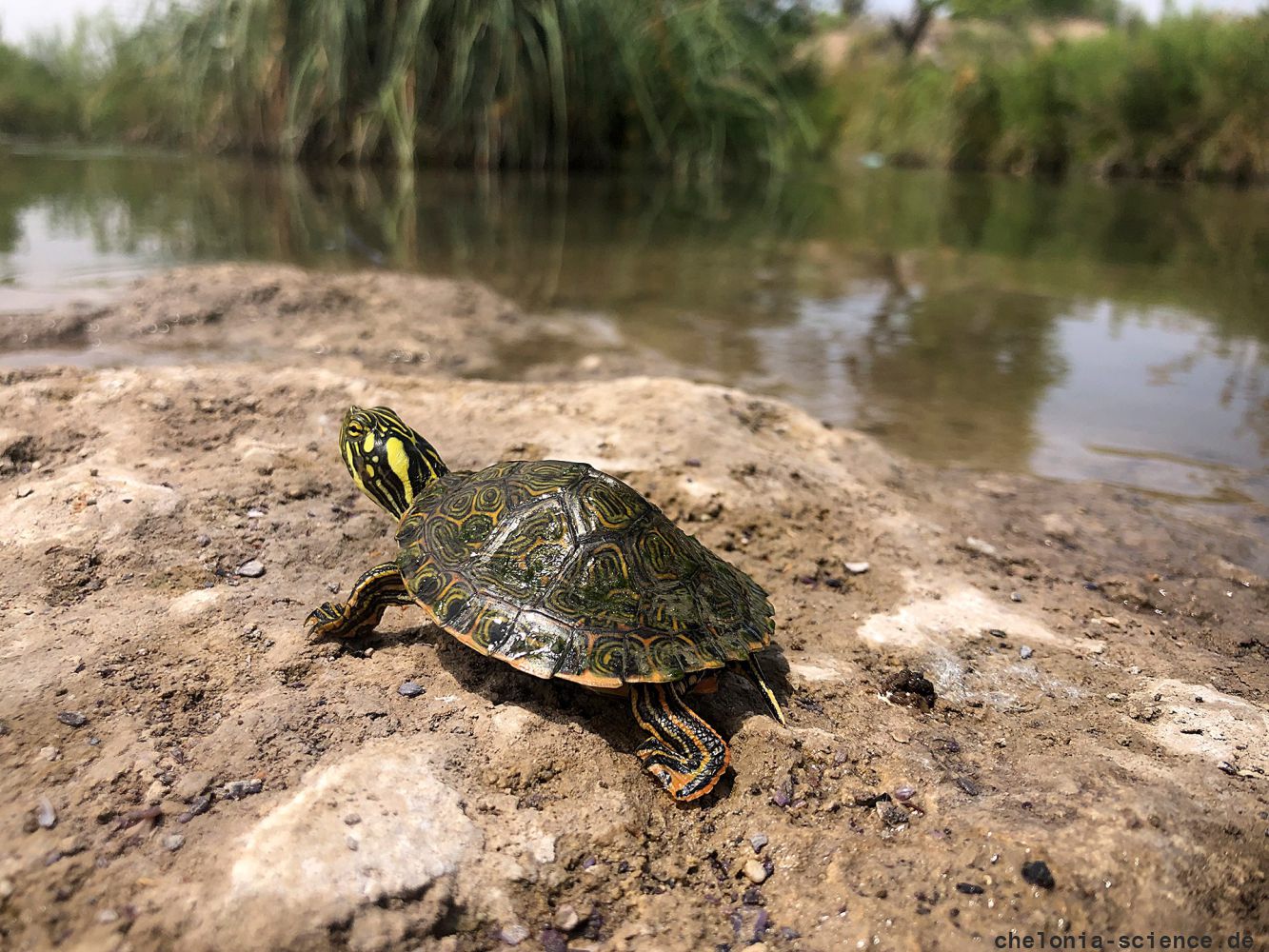 Rio Grande Schmuckschildkröte, Pseudemys gorzugi, ein juveniles Exemplar – © Ivana Mali