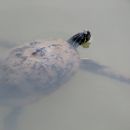 Halbinsel-Schmuckschildkröte, Pseudemys peninsularis, ein Exemplar der invasiven Art in Südkorea – © Ha-Cheol Sung