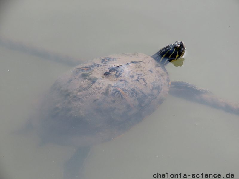 Halbinsel-Schmuckschildkröte, Pseudemys peninsularis, ein Exemplar der invasiven Art in Südkorea – © Ha-Cheol Sung Halbinsel-Schmuckschildkröte, Pseudemys peninsularis, ein Exemplar der invasiven Art in Südkorea – © Ha-Cheol Sung