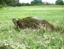 Texas-Schmuckschildkr&ouml;te, Pseudemys texana, &ndash; &copy;&nbsp;Francis L. Rose