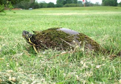 Texas-Schmuckschildkröte, Pseudemys texana, – © Francis L. Rose Texas-Schmuckschildkröte, Pseudemys texana, – © Francis L. Rose