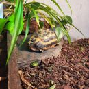 Nördliche Spinnenschildkröte, Pyxis arachnoides brygooi, – © Carola Ellenberger Nördliche Spinnenschildkröte, Pyxis arachnoides brygooi, – © Carola Ellenberger