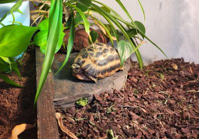 Nördliche Spinnenschildkröte, Pyxis arachnoides brygooi, – © Hans-Jürgen Bidmon