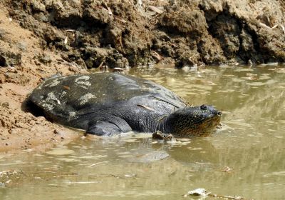 Jangtse-Riesenweichschildkröte, Rafetus swinhoei, – © Gerald Kuchling