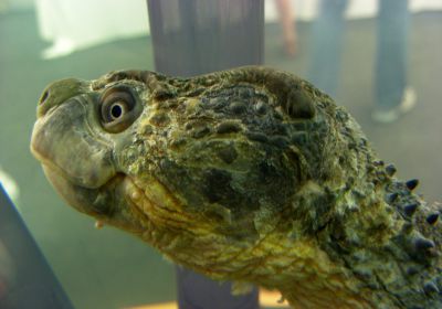Rheodytes leukops – Fitzroy-Schildkröte