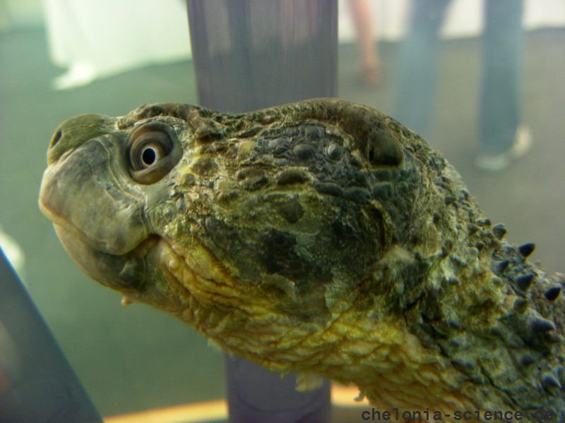 Fitzroy-Schildkröte, Rheodytes leukops, – © Gerald Kuchling Fitzroy-Schildkröte, Rheodytes leukops, – © Gerald Kuchling