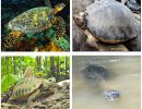 The critically endangered turtles in Malaysia.