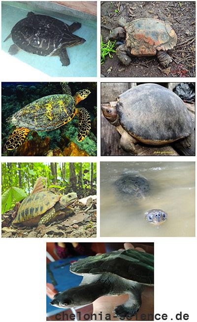 The critically endangered turtles in Malaysia.