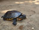 Salvins Kreuzbrustschildkröte, Staurotypus salvinii, – © Eduardo Reyes Grajales