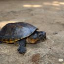 Salvins Kreuzbrustschildkröte, Staurotypus salvinii, – © Eduardo Reyes Grajales