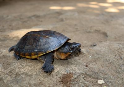 Salvins Kreuzbrustschildkröte, Staurotypus triporcatus, – © Eduardo Reyes-Grajales