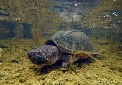 Große Kreuzbrustschildkröte, Staurotypus triporcatus, – © Donald McKnight