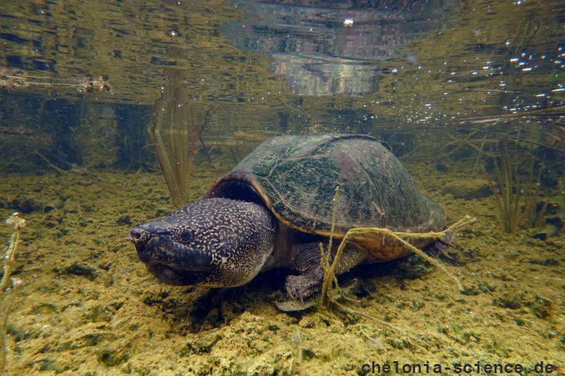 Staurotypus triporcatus – Große Kreuzbrustschildkröte – © Donald McKnight Staurotypus triporcatus – Große Kreuzbrustschildkröte – © Donald McKnight