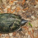 Staurotypus triporcatus – Große Kreuzbrustschildkröte – © Donald McKnight