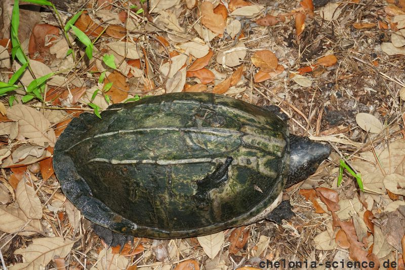 Staurotypus triporcatus – Große Kreuzbrustschildkröte – © Donald McKnight Staurotypus triporcatus – Große Kreuzbrustschildkröte – © Donald McKnight
