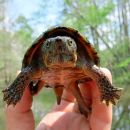 Dach-Moschusschildkröte, Sternotherus carinatus, – © Brad M. Glorioso