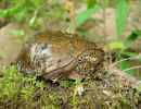 Flache Moschusschildkröte, Sternotherus depressus, aus dem Sipsey Fork (Bankhead National Forest, Alabama) – © Carl May