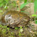 Flache Moschusschildkröte, Sternotherus depressus, aus dem Sipsey Fork (Bankhead National Forest, Alabama) – © Carl May