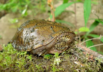 Flache Moschusschildkröte, Sternotherus depressus, – © Carl May