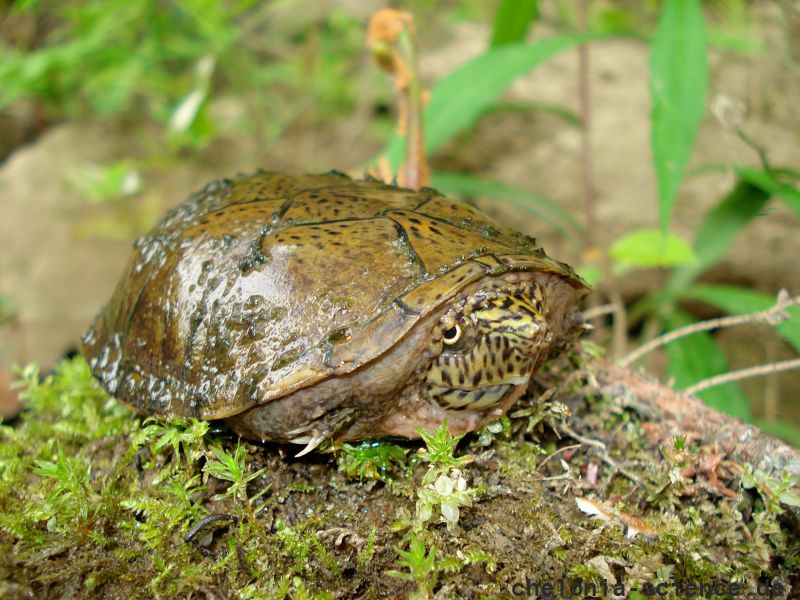 Flache Moschusschildkröte, Sternotherus depressus, aus dem Sipsey Fork (Bankhead National Forest, Alabama) – © Carl May Flache Moschusschildkröte, Sternotherus depressus, aus dem Sipsey Fork (Bankhead National Forest, Alabama) – © Carl May