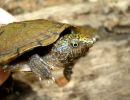 Flache Moschusschildkröte, Sternotherus depressus, aus dem Sipsey Fork (Bankhead National Forest, Alabama) – © Carl May