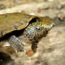 Flache Moschusschildkröte, Sternotherus depressus, aus dem Sipsey Fork (Bankhead National Forest, Alabama) – © Carl May