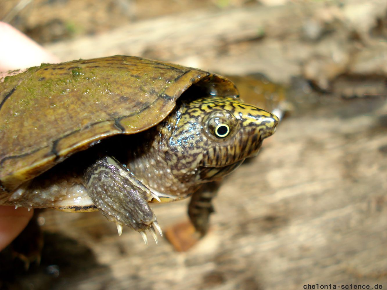 Flache Moschusschildkröte, Sternotherus depressus, aus dem Sipsey Fork (Bankhead National Forest, Alabama) – © Carl May