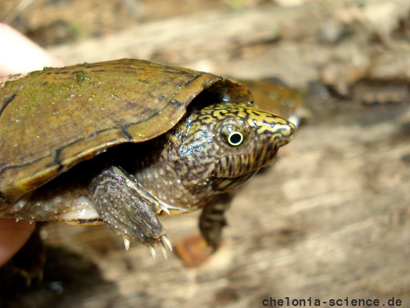 Flache Moschusschildkröte, Sternotherus depressus, aus dem Sipsey Fork (Bankhead National Forest, Alabama) – © Carl May Flache Moschusschildkröte, Sternotherus depressus, aus dem Sipsey Fork (Bankhead National Forest, Alabama) – © Carl May