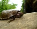 Flache Moschusschildkröte, Sternotherus depressus, aus dem Sipsey Fork (Bankhead National Forest, Alabama) – © Carl May