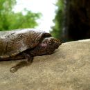 Flache Moschusschildkröte, Sternotherus depressus, aus dem Sipsey Fork (Bankhead National Forest, Alabama) – © Carl May