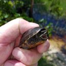 Gewöhnliche Moschusschildkröte, Sternotherus odoratus, – © Carl May