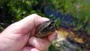 Gew&ouml;hnliche Moschusschildkr&ouml;te, Sternotherus odoratus, &ndash; &copy; Carl May