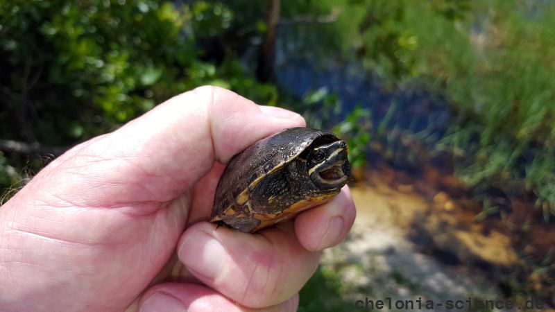 Gewöhnliche Moschusschildkröte, Sternotherus odoratus, – © Carl May Gewöhnliche Moschusschildkröte, Sternotherus odoratus, – © Carl May
