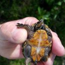 Gewöhnliche Moschusschildkröte, Sternotherus odoratus, – © Carl May