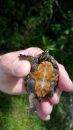 Gew&ouml;hnliche Moschusschildkr&ouml;te, Sternotherus odoratus, &ndash; &copy; Carl May