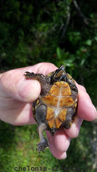 Gewöhnliche Moschusschildkröte, Sternotherus odoratus, – © Carl May Gewöhnliche Moschusschildkröte, Sternotherus odoratus, – © Carl May