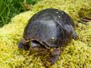Gew&ouml;hnliche Moschusschildkr&ouml;te, Sternotherus odoratus, &ndash; &copy; Hans-J&uuml;rgen Bidmon