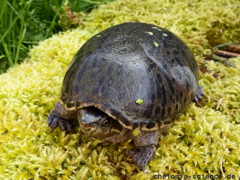 Gewöhnliche Moschusschildkröte, Sternotherus odoratus, – © Hans-Jürgen Bidmon Gewöhnliche Moschusschildkröte, Sternotherus odoratus, – © Hans-Jürgen Bidmon
