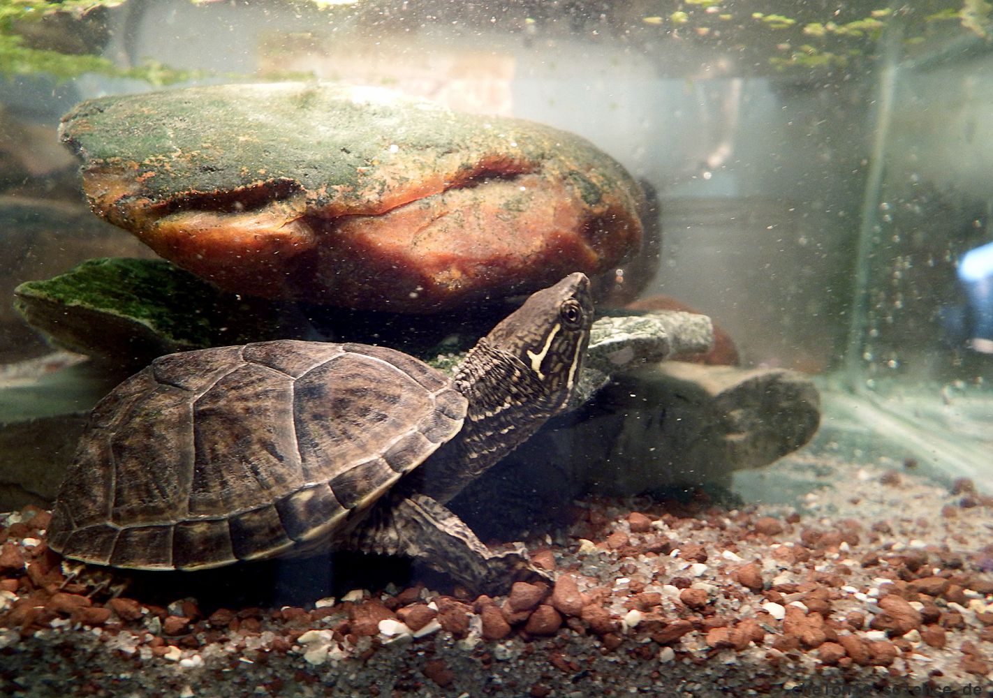 Gewöhnliche Moschusschildkröte, Sternotherus odoratus, – © Hans-Jürgen Bidmon