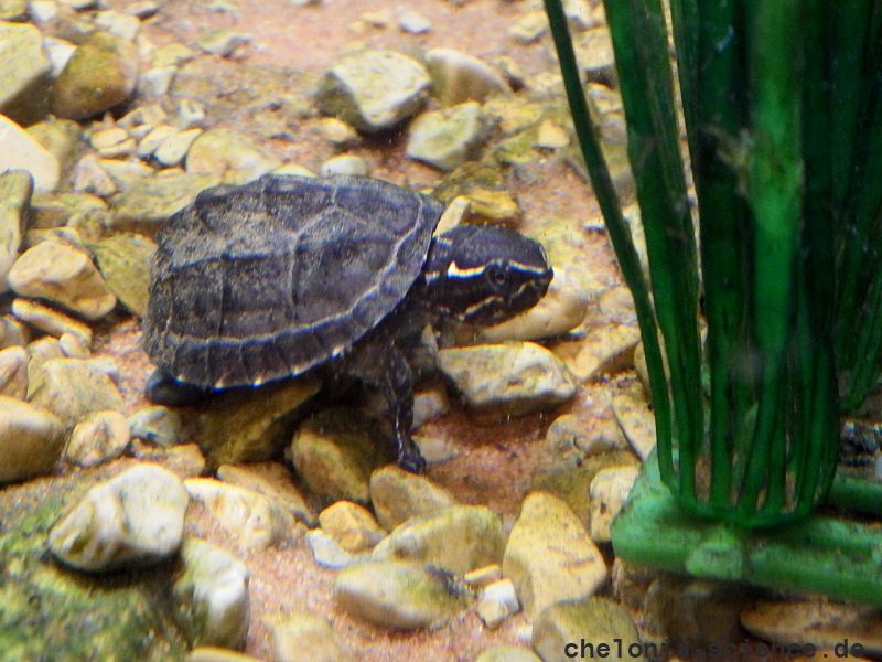 Gewöhnliche Moschusschildkröte, Sternotherus odoratus, – © Hans-Jürgen Bidmon Gewöhnliche Moschusschildkröte, Sternotherus odoratus, – © Hans-Jürgen Bidmon